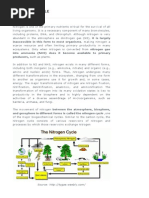 Nitrogen Cycle