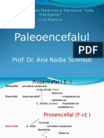 Paleo Ence Falpaleoencefal