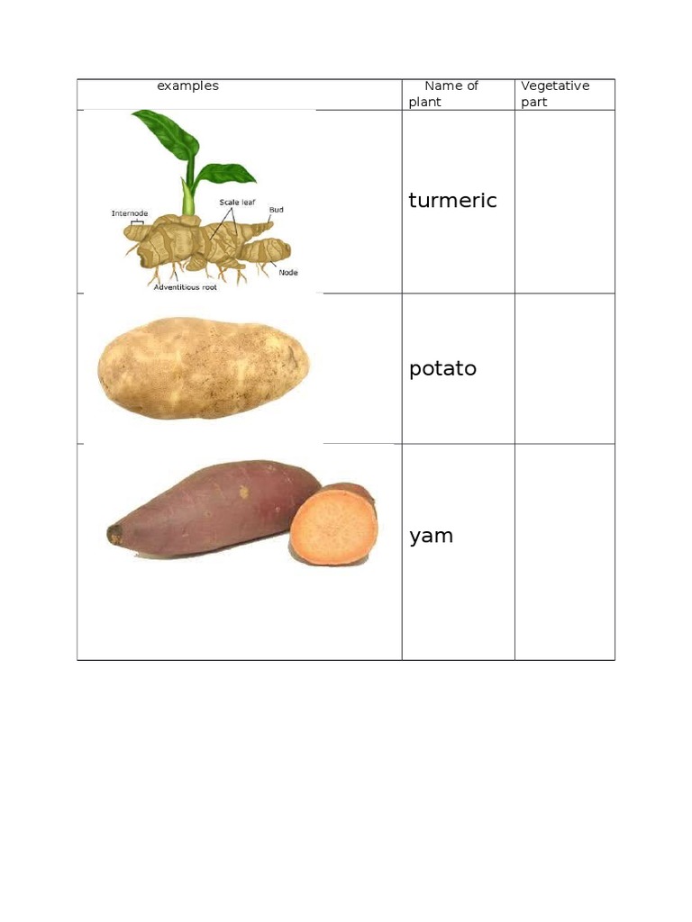 Turmeric: Examples Name of Plant Vegetative | PDF