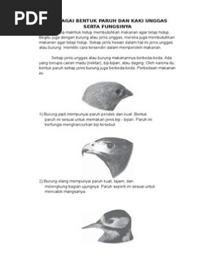 Mengapa paruh burung memiliki bentuk yang berbeda-beda