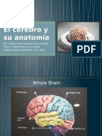 El Cerebro y Su Anatomía