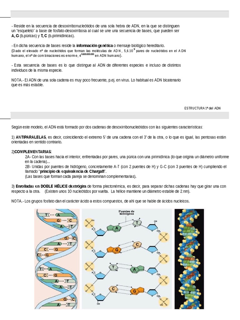 Adn Estructura 1, 2, 3 Y4 | PDF | Histona | Adn