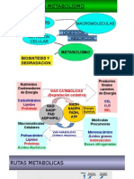 Nutrición y rutas metabólicas clave