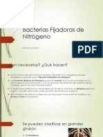 Bacterias Fijadoras de Nitrógeno