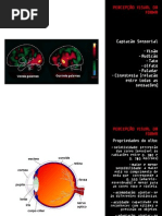 percepção visual da forma