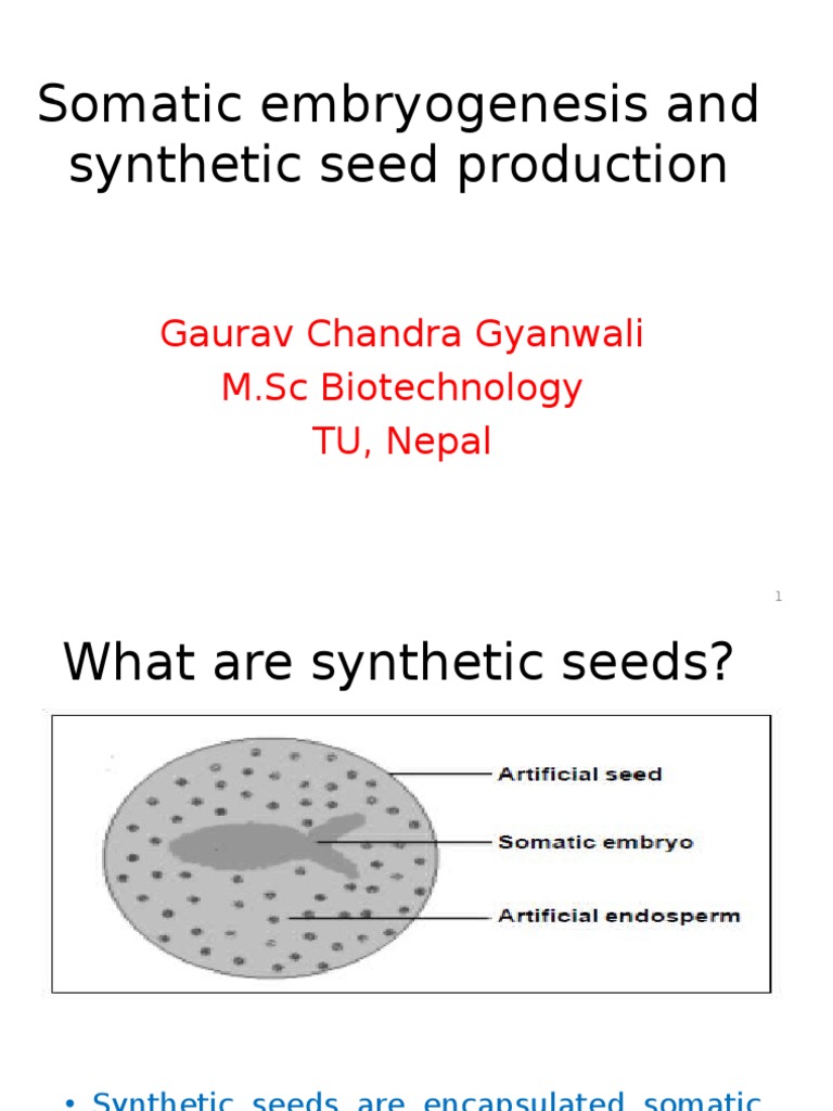 Synthetic Seed Production Overview | PDF | Seed | Reproduction