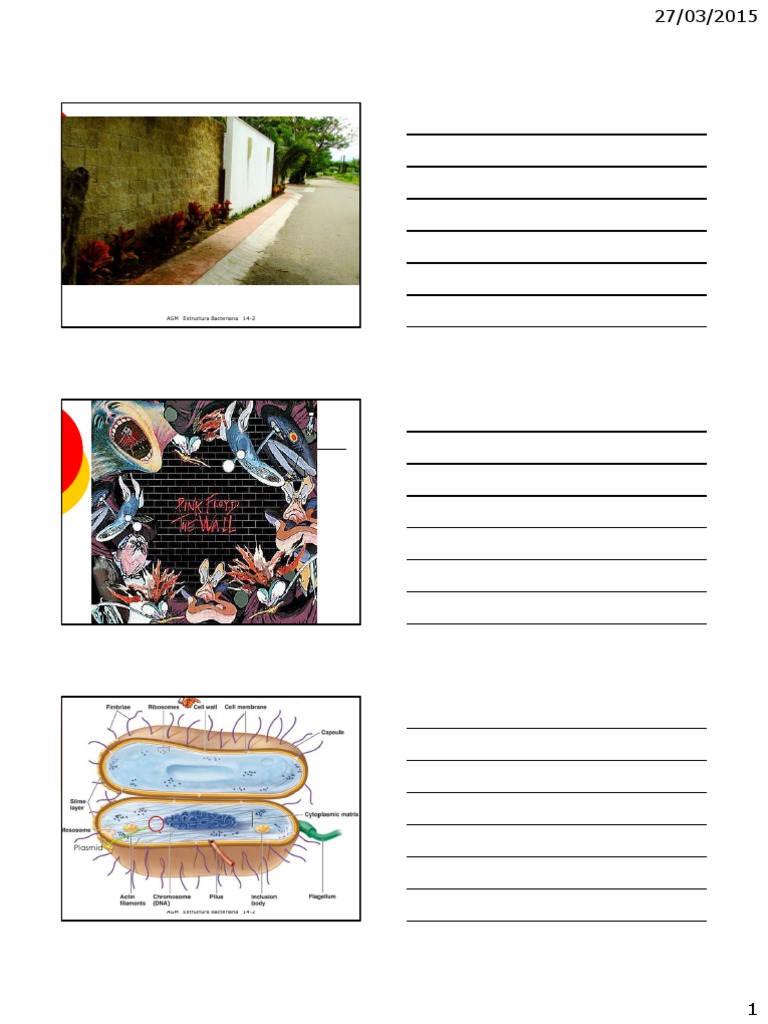 Estructura y función de la pared celular bacteriana | PDF | Bacterias ...