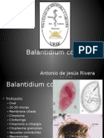 Balantidium Coli