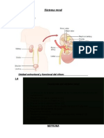 Fisiologia Renal 