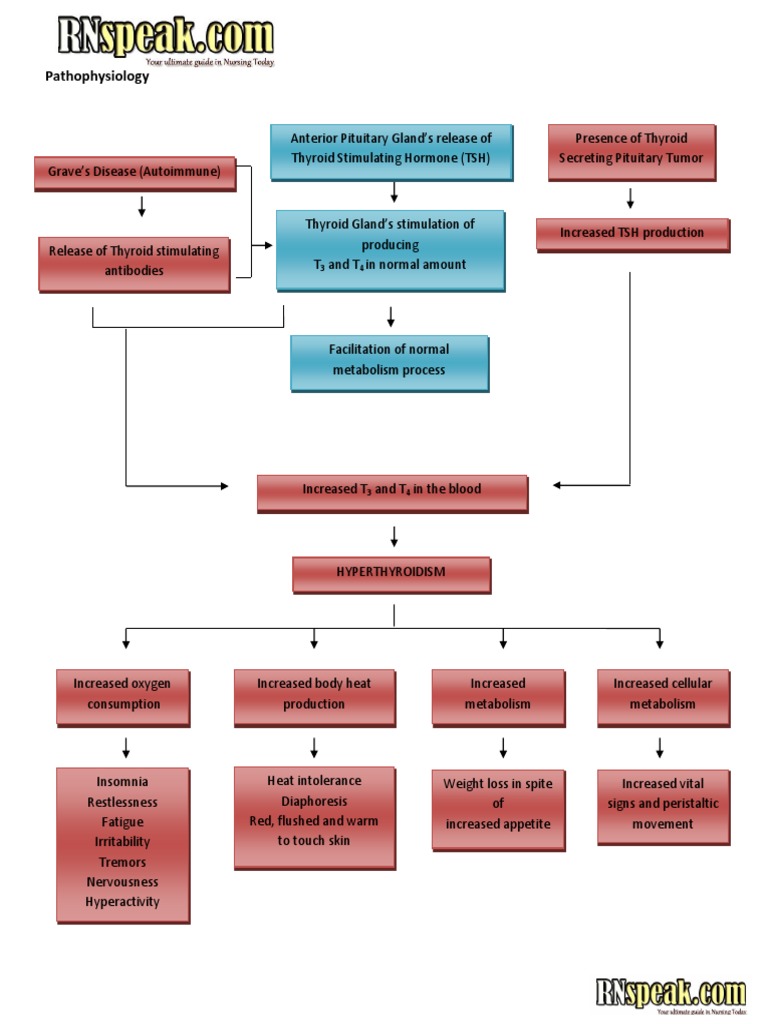 Hyperthyroidism Pathophysiology and Schematic Diagram Hyperthyroidism