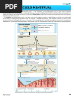 11 - Ciclo Menstrual EXT