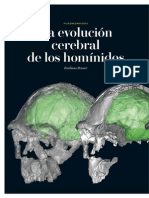 Evolucion Cerebral de Los Hominidos.desbloqueado