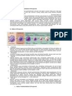 Eritropoiesis PBL