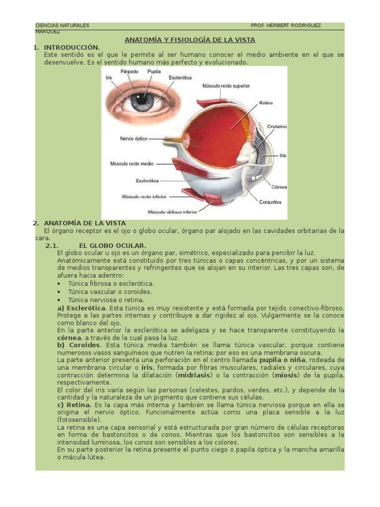 Anatomía y Fisiología de La Vista | PDF | Ojo humano | Percepción visual