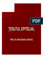 Curs 1 Tesutul Epitelial Ppt