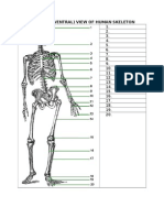 unlabeled anterior skeleton