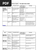 Anatomy and Physiology CNS Brain and Spinal Cord Chart Completed AP Biology