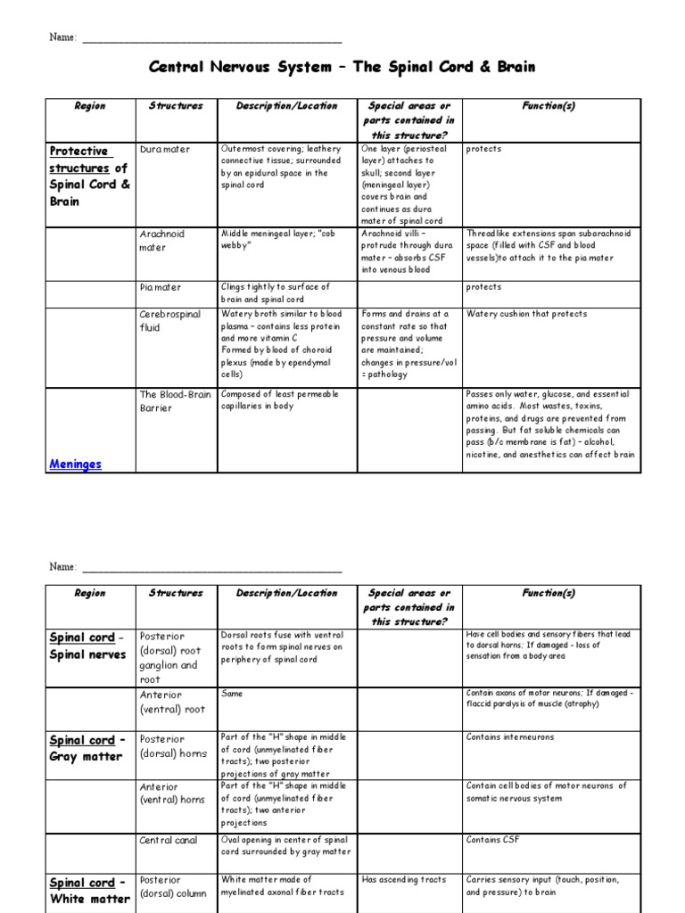 Anatomy and Physiology CNS Brain and Spinal Cord Chart Completed AP ...