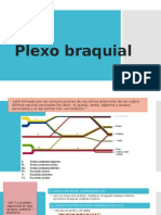 Plexo Braquial