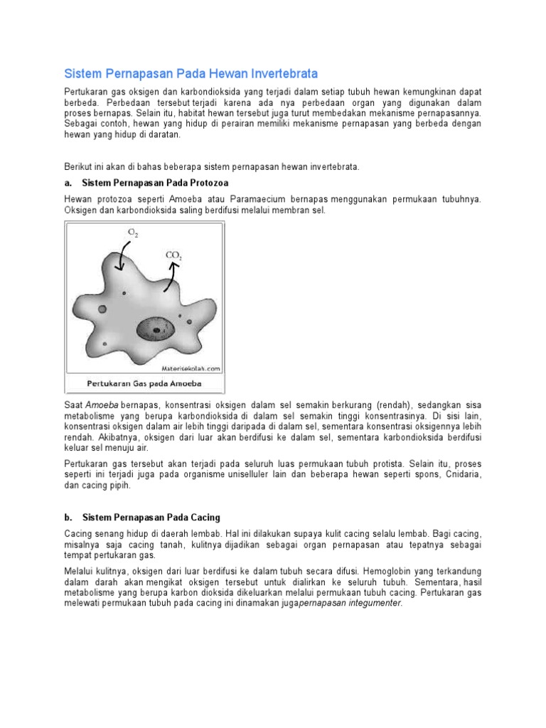  Sistem  Pernapasan  Pada Hewan  Invertebrata