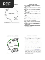 Life Cycle of Animals