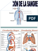 Circulación Sanguinea PDF
