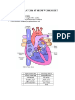 Circulatory System Worksheet