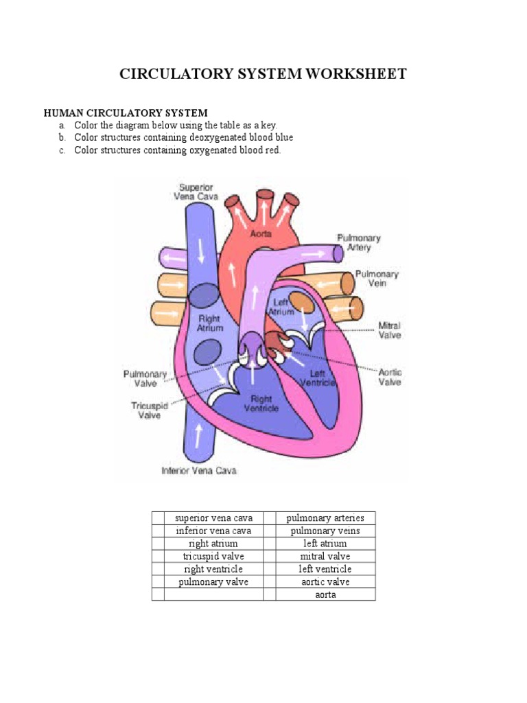 circulatory-system-worksheet-pdf