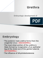 Anatomy and Development of Urethra