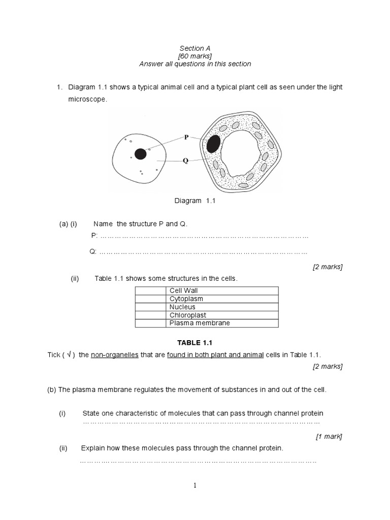 Contoh Soalan Kertas 2 Biologi | Meiosis | Osmosis
