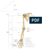 SK 1 Muskuloskeletal