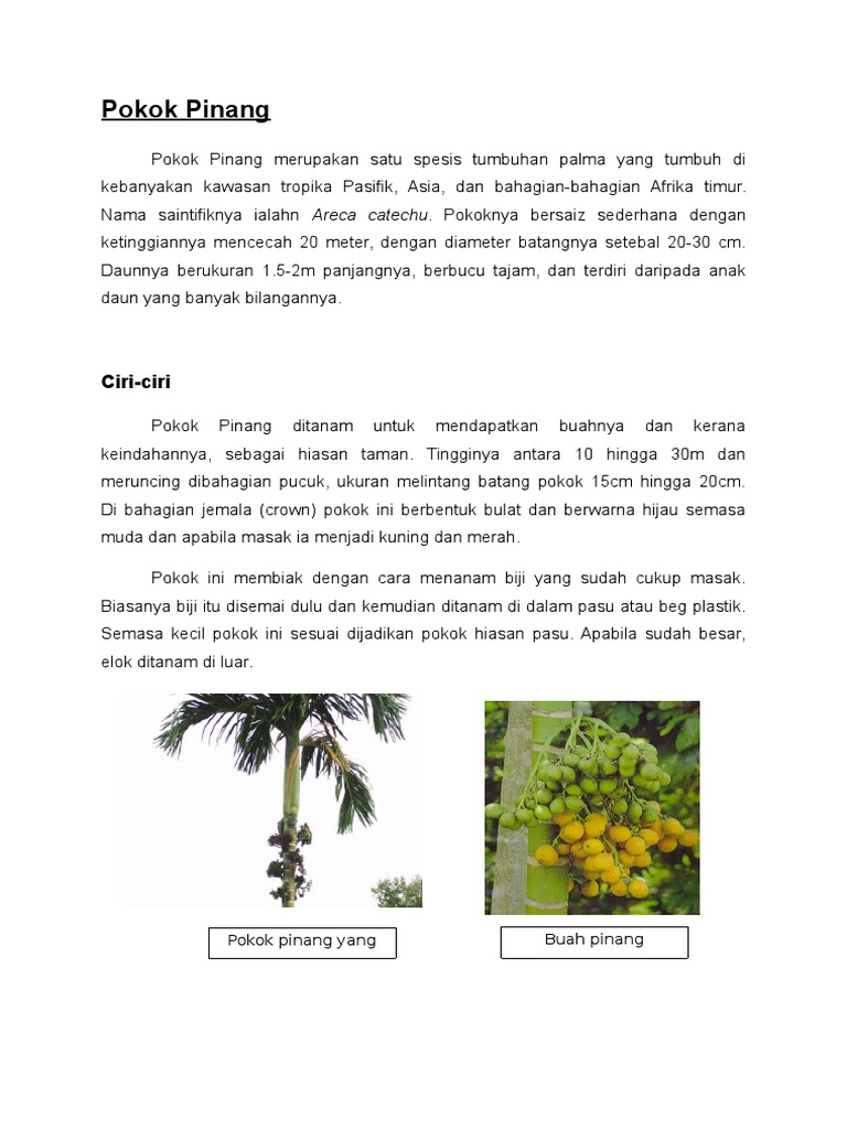 Pokok Pinang Pdf