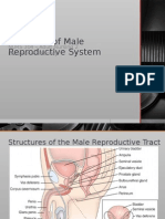 Male Reproductive Disorders St