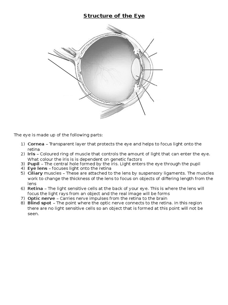 Label The Eye | PDF