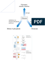 CH15 leninger Glucolisis