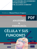 Célula y Sus Funciones