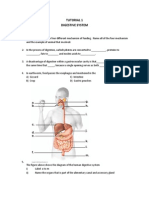 Tutorial 1 Digestive System