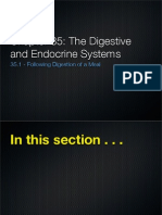 The Digestive and Endocrine Systems Slides