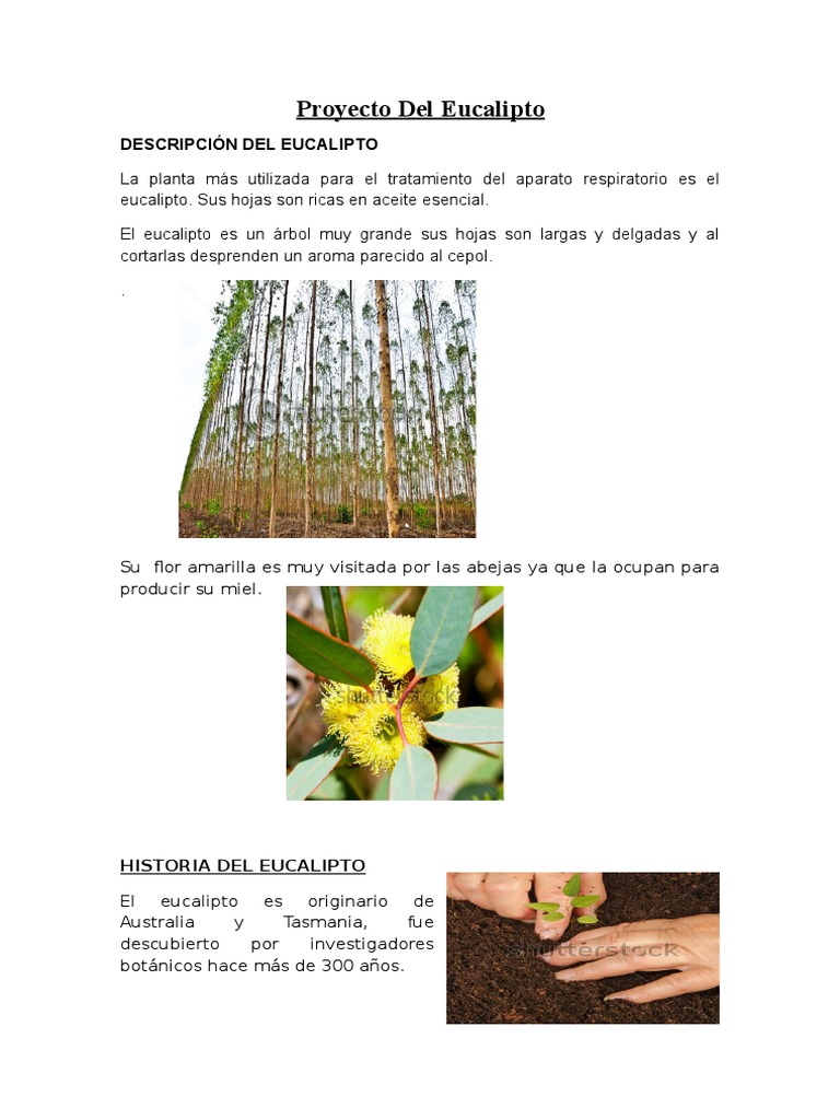 Proyecto Del Eucalipto Eucalipto Resfriado comun