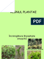Reg Nul Plantae