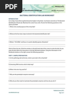 Download Bacterial Identification Lab Worksheet Student by Connor Brooks SN280794744 doc pdf