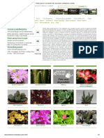 Piante Grasse e Succulente_ Foto, Descrizioni, Coltivazione e Vendita