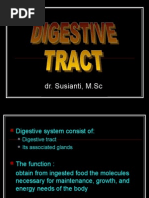 Digestive Ss