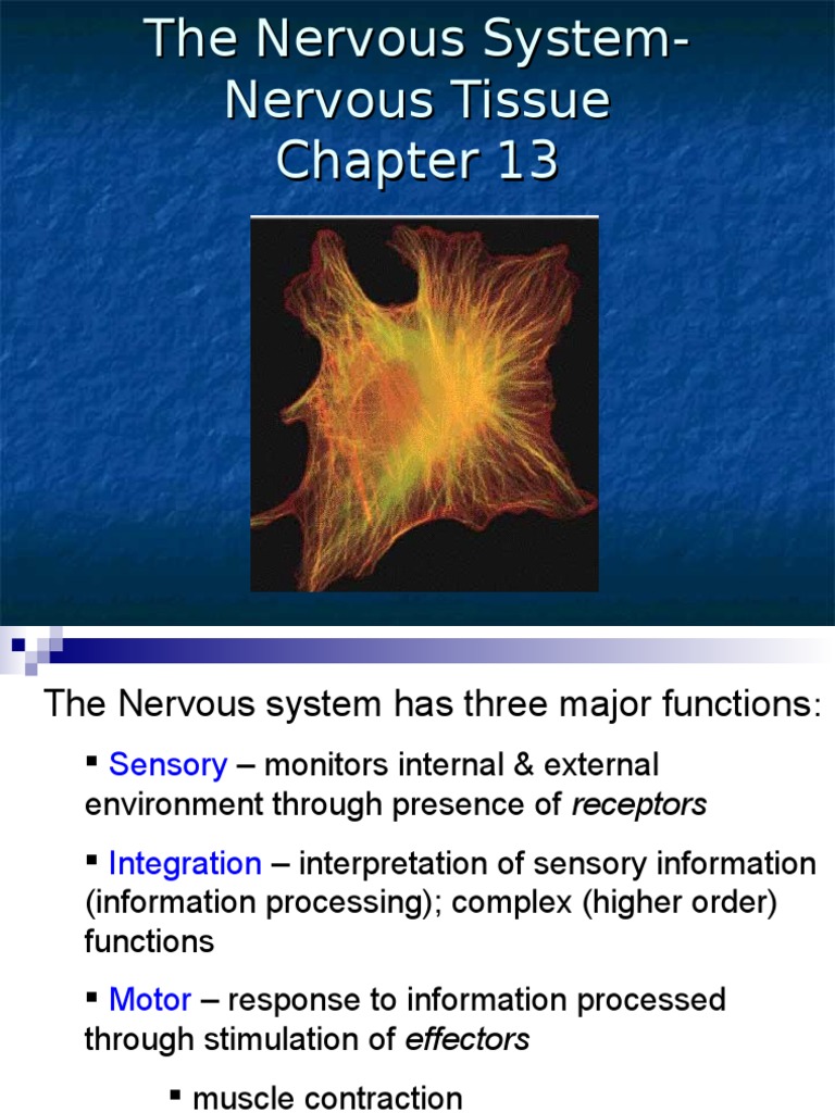 Overview of the Nervous System Functions | PDF | Neuron | Nervous System