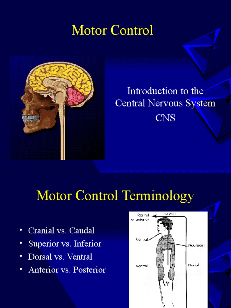 Understanding Motor Control in CNS | PDF | Central Nervous System ...