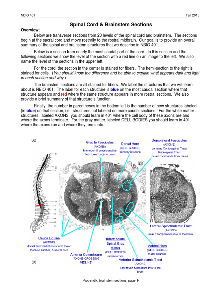 Brainstem and Spinal Cord Anatomy Overview | PDF | Language Arts ...
