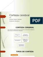 Corteza Cerebral