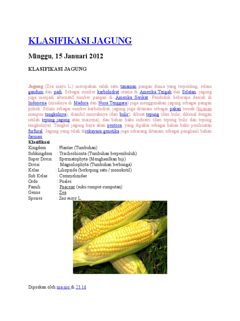 KLASIFIKASI JAGUNG KLASIFIKASI JAGUNG