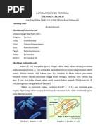 Download E COLI by evlinkohar SN281108519 doc pdf