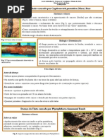 ficha do castanheiro.pdf